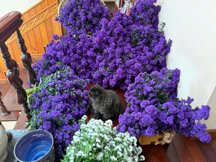 Thạch thảo kép Hải Phòng có đặc điểm cành chùm, bông to gấp 5-7 lần loại kép bình thường bán trên thị trường nên được nhiều người ưa thích. Ảnh: NVCC