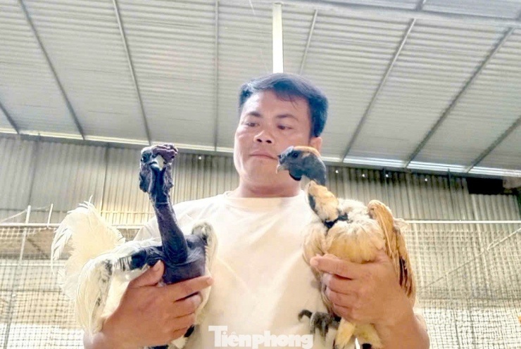 Anh Trần Văn Quý bên những chú gà ngoại đặc sản.