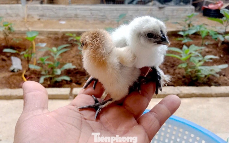 Anh Quý đầu tư máy ấp và nhân giống thành công các loại gà ngoại.