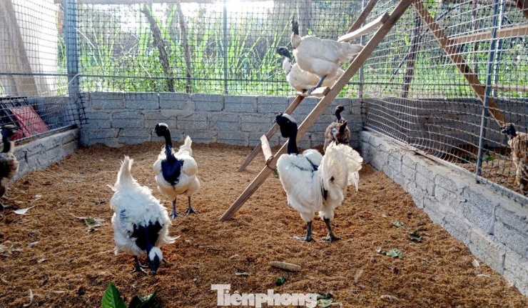 Chuồng trại được anh Quý đầu tư bài bản, thoáng mát, giúp gà phát triển tốt, nhanh lớn.