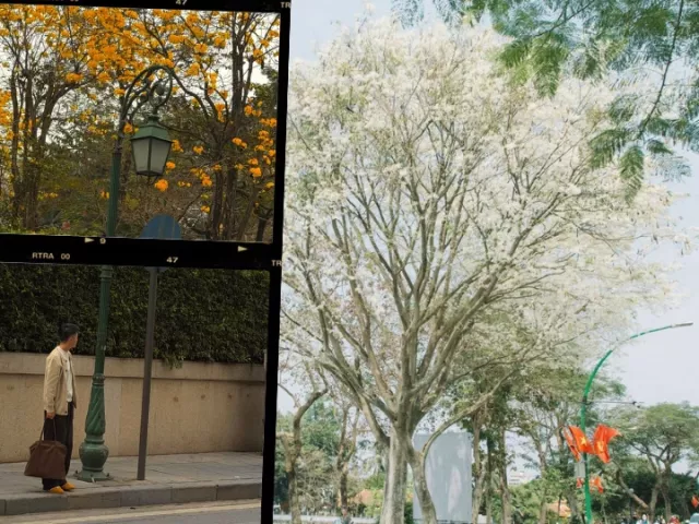 Bản đồ "sống ảo" mùa hoa Hà Nội: Cung đường ôm hết hoa sưa - ban - phong linh