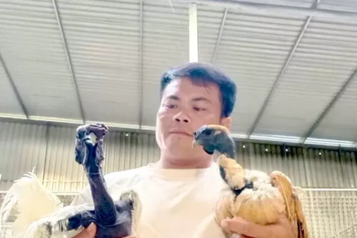 Người đàn ông kiếm bộn tiền từ gà 'mặt quỷ'