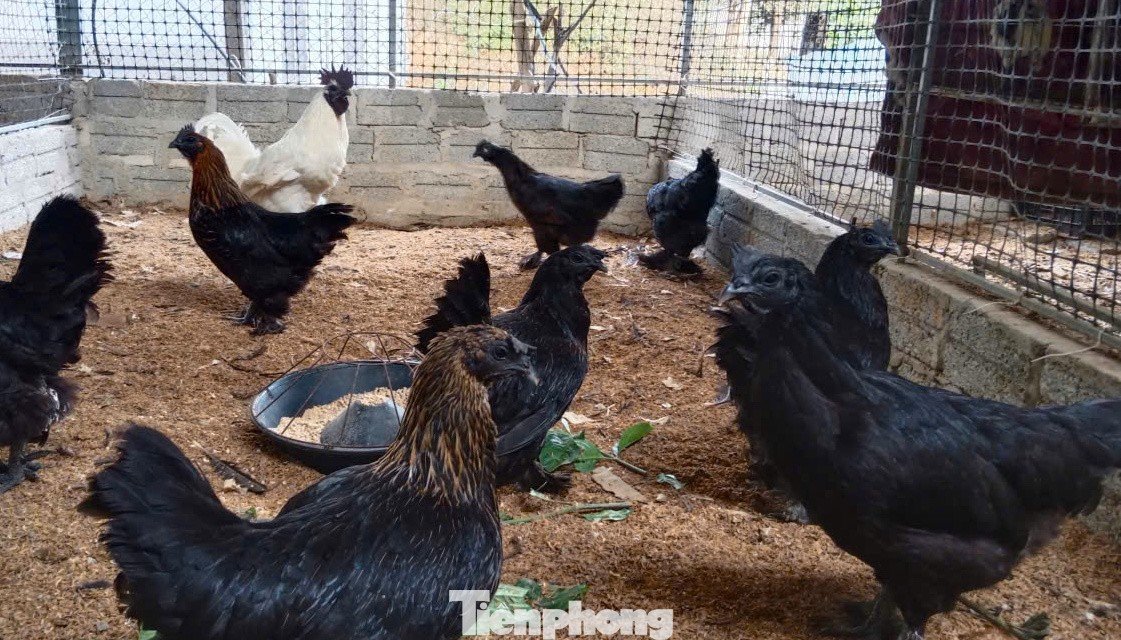 Hiện anh Quý nuôi nhiều giống gà khác nhau từ gà mặt quỷ đến gà Mông Cổ, gà Hy Lạp.