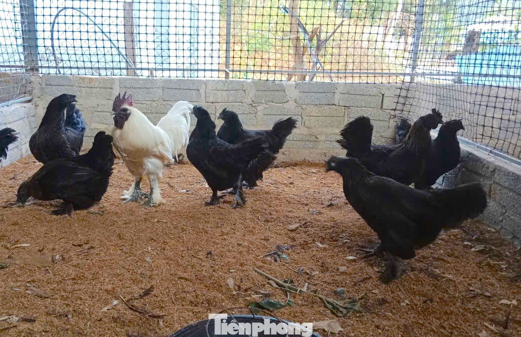 Hiện anh Quý nuôi nhiều giống gà khác nhau từ gà mặt quỷ đến gà Mông Cổ, gà Hy Lạp.