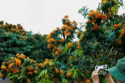 Du lịch - Hoa rì đua nở, nhuộm vàng suối rừng Đà Nẵng