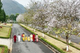 Du lịch - Ngẩn ngơ sắc trắng hoa ban tô điểm phố phường ở Lai Châu