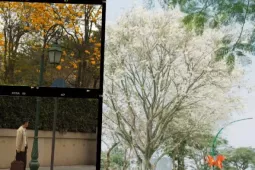 Bản đồ "sống ảo" mùa hoa Hà Nội: Cung đường ôm hết hoa sưa - ban - phong linh