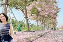 Du khách mê mẩn với hoa kèn hồng ở Cần Thơ