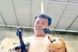 Người đàn ông kiếm bộn tiền từ gà 'mặt quỷ'
