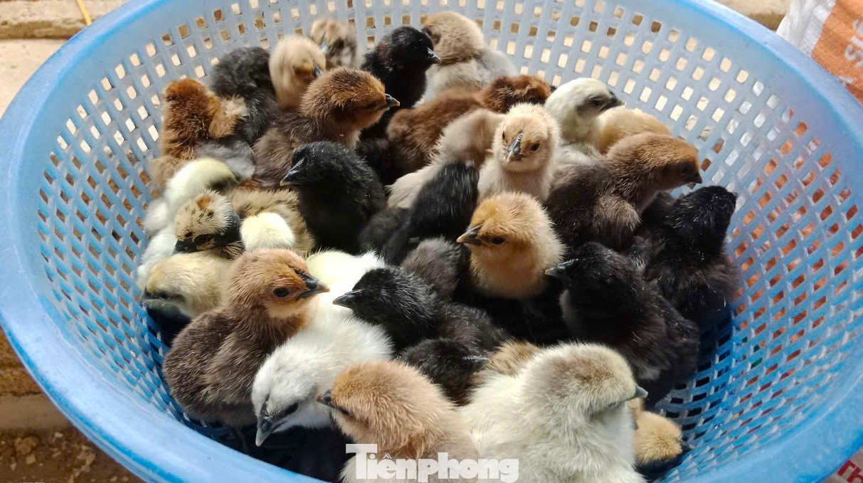 Mô hình của anh Quý đang mang lại thu nhập ổn định, tạo thêm sinh kế cho người dân địa phương.