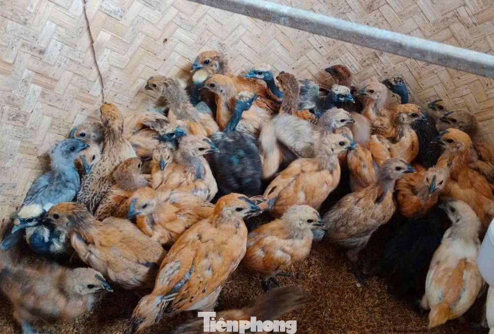 Mô hình của anh Quý đang mang lại thu nhập ổn định, tạo thêm sinh kế cho người dân địa phương.