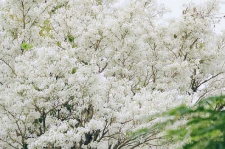 Tháng 3, Hà Nội “thả thính” lòng người bằng sắc trắng tinh khôi của mùa hoa sưa vội vã