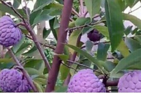 Na tím thành đặc sản lạ có giá bán 70.000 đồng/kg