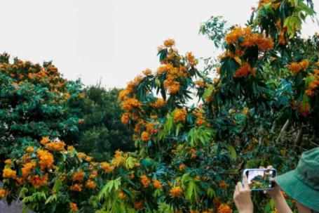 Hoa rì đua nở, nhuộm vàng suối rừng Đà Nẵng