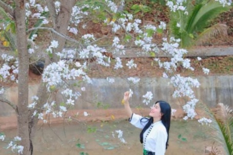 Loài hoa gắn với huyền thoại thủy chung của tình yêu đôi lứa đang nở trắng núi rừng Sơn La