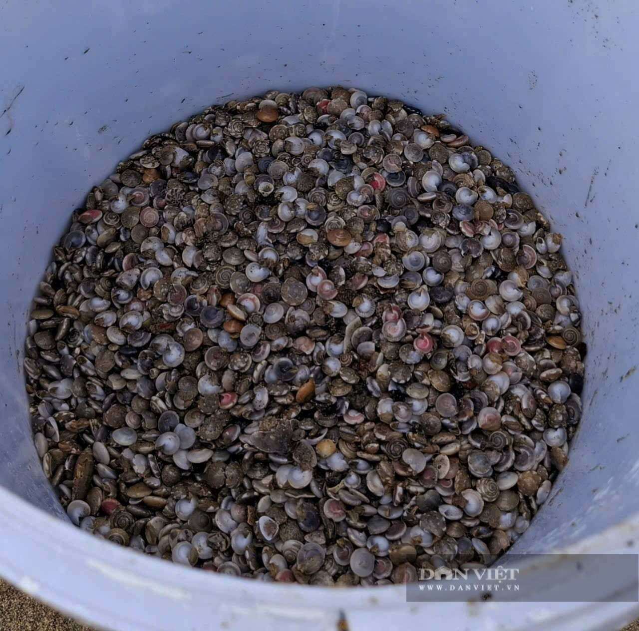 Ốc lể được bán tại bờ biển khoảng 20 ngàn đồng -25 ngàn đồng/lon. Khi được chế biến thành món xào hoặc luộc trở thành món ruột của nhiều thực khách với giá 50 ngàn đồng đến 60 ngàn đồng lon.