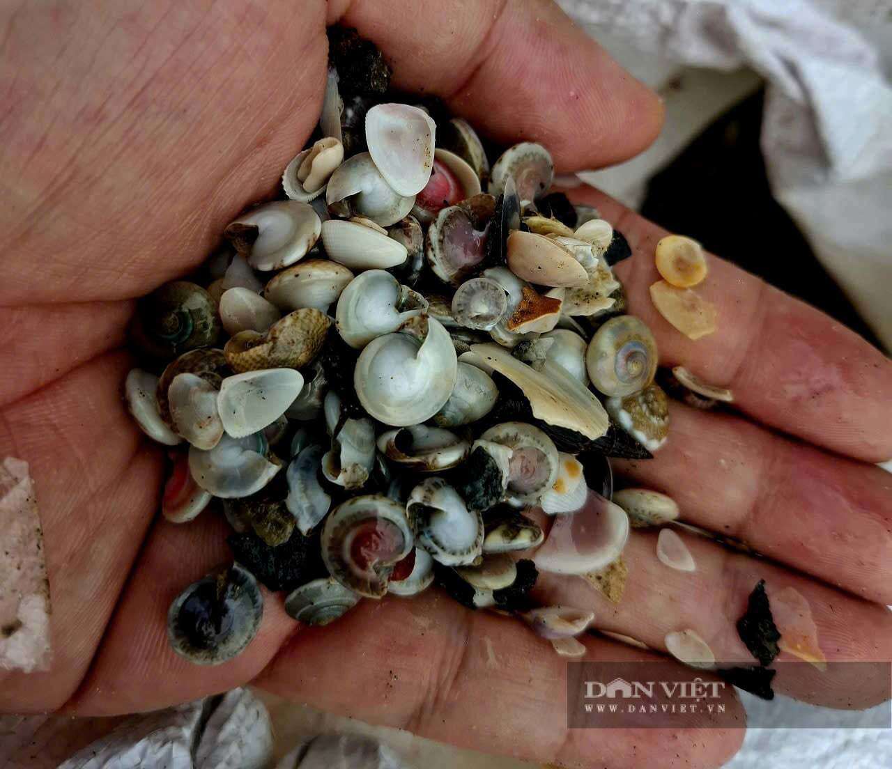 Ốc lể được bán tại bờ biển khoảng 20 ngàn đồng -25 ngàn đồng/lon. Khi được chế biến thành món xào hoặc luộc trở thành món ruột của nhiều thực khách với giá 50 ngàn đồng đến 60 ngàn đồng lon.