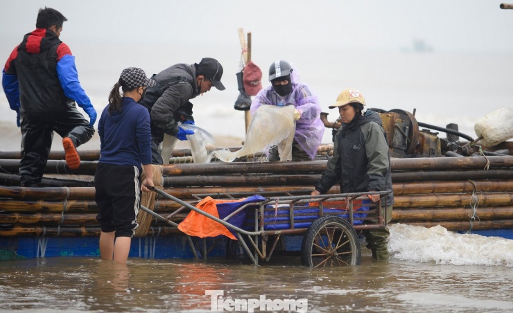 Khi các thuyền cập bờ, những người phụ nữ làm nghề thu mua sứa biển đã chuẩn bị sẵn các dụng cụ xe kéo, thùng xốp, xô chậu, khay nhựa… để ra bờ vận chuyển.