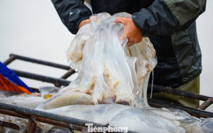 Ngư dân cho biết, mùa này sứa dạt vào gần bờ, các thuyền dễ dàng đánh bắt. Việc thu hoạch sứa không cần chi phí đầu tư lớn, hay ngư cụ như những loài hải sản khác, nhưng cho thu nhập khá nên ai cũng phấn khởi.