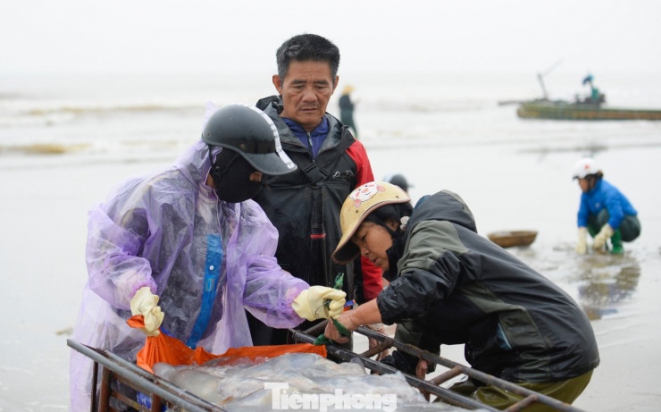 "Năm nay sứa xuất hiện nhiều và dạt vào gần bờ nên việc khai thác thuận lợi hơn. Chỉ ít giờ ra khơi, thuyền đã được hơn 200 con sứa. Với giá bán dao động từ 25.000 - 30.000 đồng mỗi con sứa, giúp chuyến đi thu về cả triệu đồng", ông Hoàng Văn Thành (53 tuổi, phường Nam Sầm Sơn) cho hay.