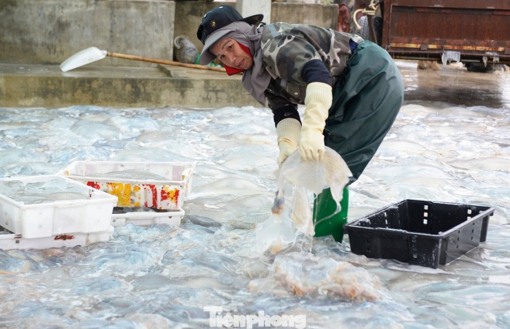 Tại điểm sơ chế, sứa tươi được kiểm đếm, phân loại phần thân và chân trước khi đưa vào các công đoạn chế biến. Phần thân sứa thường được cắt nhỏ bằng máy, còn chân sứa được xử lý thủ công để bảo đảm đúng quy cách.