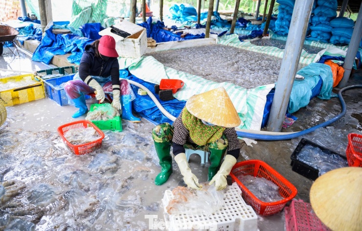 Sau khi đưa vào bờ, sứa được vận chuyển đến các điểm thu mua rồi chuyển vào khu sơ chế.