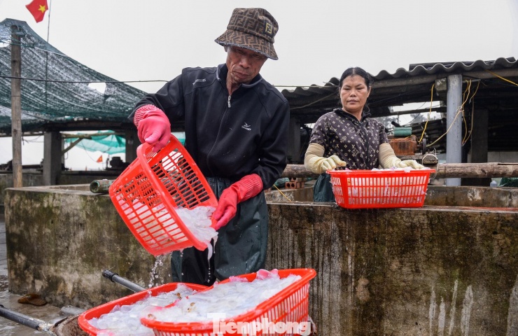 Ngư dân địa phương có thể tăng thu nhập vào mùa sứa.