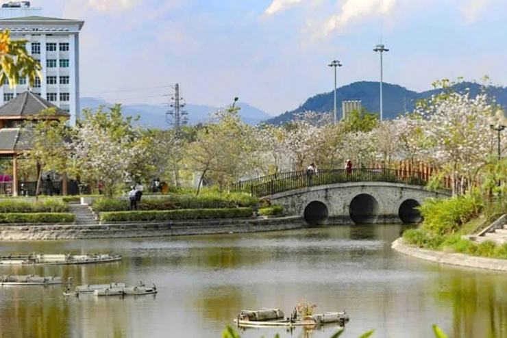 Một góc công viên ở Điện Biên bừng sáng trong mùa ban nở.