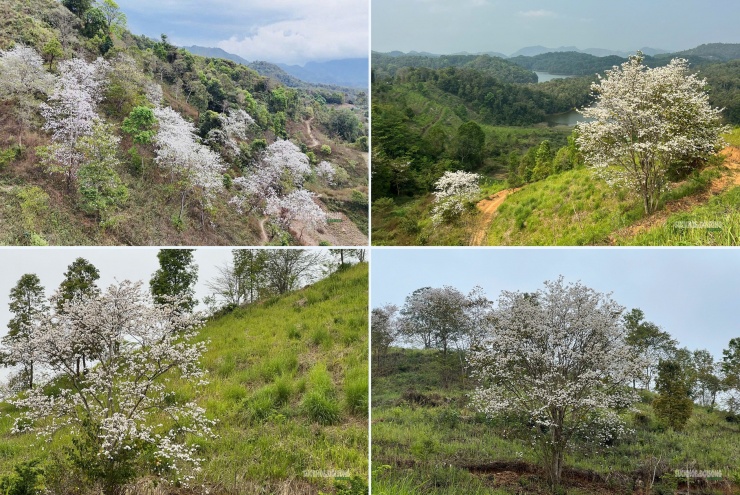 Nhiều khu đồi ở Điện Biên bước vào mùa đẹp nhất trong năm khi hoa ban bung nở giữa màu xanh núi rừng.