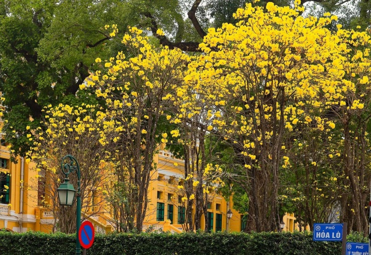 Hoa phong linh trong khu Tòa án Nhân dân. (Ảnh: Lê Thanh)