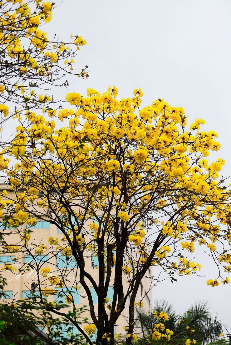 Hoa Phong Linh nở bung sắc vàng tại con phố Lý Thường Kiệt và Hỏa Lò. (Ảnh: Lê Thanh)