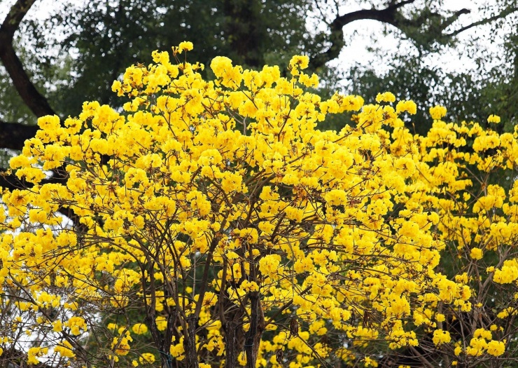 Ngỡ ngàng sắc vàng phong linh nhuộm rực rỡ phố phường Hà Nội - 3