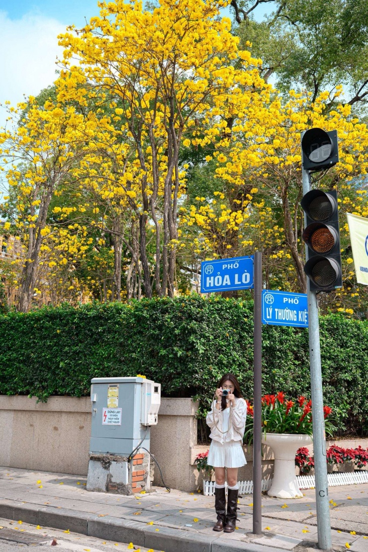 Mùa hoa phong linh rất ngắn, chỉ kéo dài khoảng 10-15 ngày. (Ảnh: Nguyễn Đình Toàn)