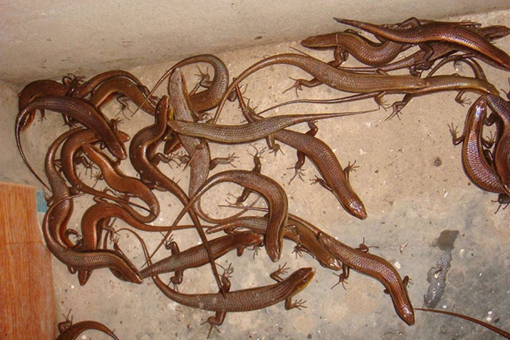 Ở miền Tây có con vật nhỏ bé chuyên lẩn trong đống lá khô nay thành đặc sản chế biến đủ món ngon - 10