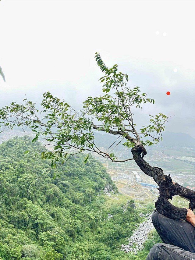 Cây Muội Hồng đang trở thành "cơn sốt" mới trong giới cây cảnh. Ảnh: Internet.