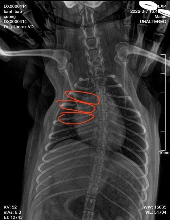 Chú chó phốc sóc bị gãy 3 xương sườn.
