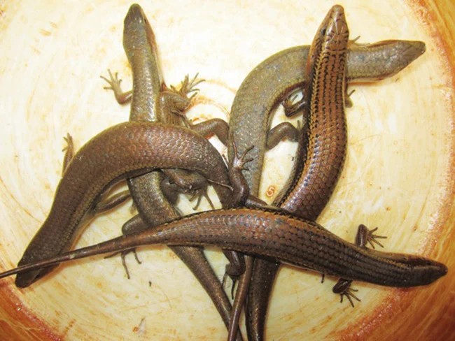 Ở miền Tây có con vật nhỏ bé chuyên lẩn trong đống lá khô nay thành đặc sản chế biến đủ món ngon - 1