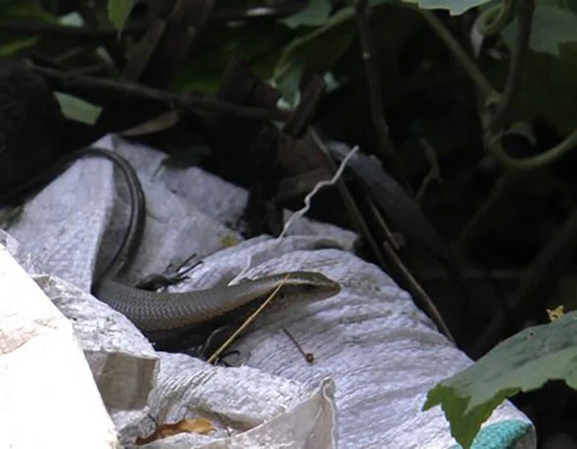 Ở miền Tây có con vật nhỏ bé chuyên lẩn trong đống lá khô nay thành đặc sản chế biến đủ món ngon - 2