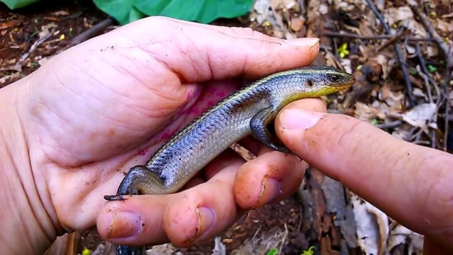 Ở miền Tây có con vật nhỏ bé chuyên lẩn trong đống lá khô nay thành đặc sản chế biến đủ món ngon - 3