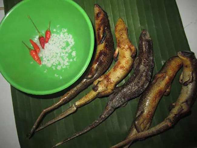 Ở miền Tây có con vật nhỏ bé chuyên lẩn trong đống lá khô nay thành đặc sản chế biến đủ món ngon - 5
