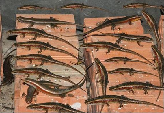 Ở miền Tây có con vật nhỏ bé chuyên lẩn trong đống lá khô nay thành đặc sản chế biến đủ món ngon - 8