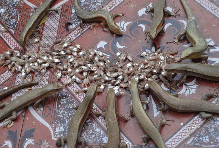 Ở miền Tây có con vật nhỏ bé chuyên lẩn trong đống lá khô nay thành đặc sản chế biến đủ món ngon - 11