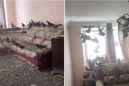 Trở về sau 3 năm đi làm xa, người đàn ông tá hỏa vì nhà thành 'tổ chim khổng lồ'