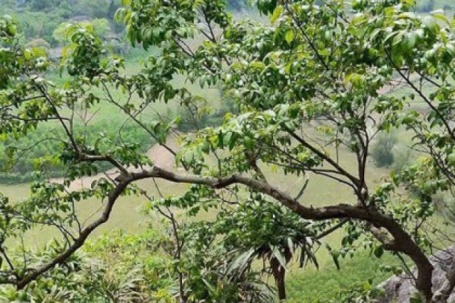 Cơn sốt cây Muội Hồng: Từ loài cây trên vách đá đến thú chơi ở bàn trà