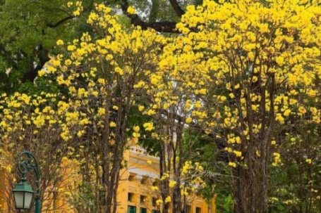 Ngỡ ngàng sắc vàng phong linh nhuộm rực rỡ phố phường Hà Nội