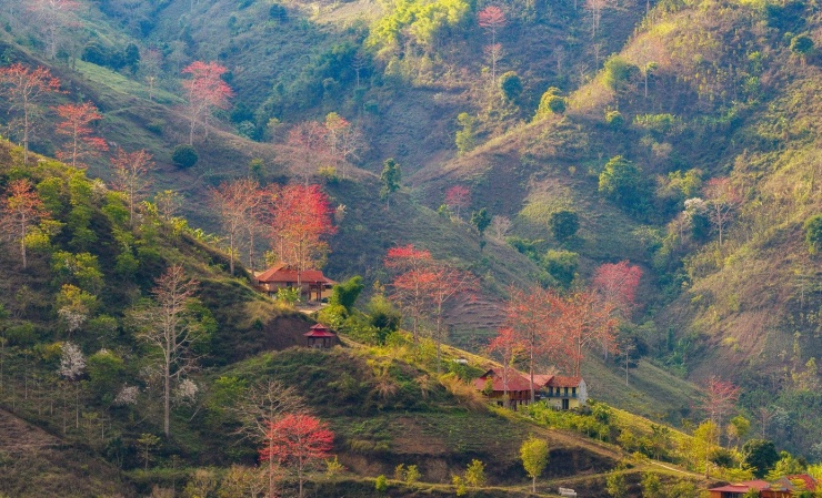 Từ ven suối, ven sông, đến đầu bản bóng gạo vươn cao. Thân xù xì, cành khẳng khiu nhưng bền bỉ như chính tính cách của người vùng cao.