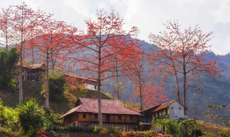 Với đồng bào dân tộc Sơn La, hoa gạo không chỉ là một loài hoa mà đó là tín hiệu của mùa vụ mới, là lời báo hiệu cho những lễ hội đầu năm rộn ràng.