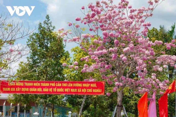 Mỗi khi có luồng gió thổi qua, những cánh hoa mỏng manh khẽ khàng rơi xuống, tạo thành một thảm hoa lãng mạn trên mặt đường, khiến bất cứ ai đi ngang qua cũng phải dừng chân ngắm nhìn.