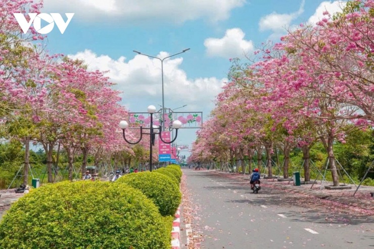 Ít ai biết rằng, vẻ đẹp "vạn người mê" này là kết quả của một hành trình kiên trì hơn một thập kỷ. Theo chủ trương tạo cảnh quan của chính quyền địa phương, những cây kèn hồng đầu tiên đã được trồng thử nghiệm từ năm 2012.