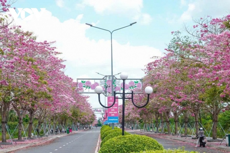 Ban đầu, chính quyền địa phương chỉ trồng thử nghiệm một vài cây để đánh giá mức độ thích nghi.